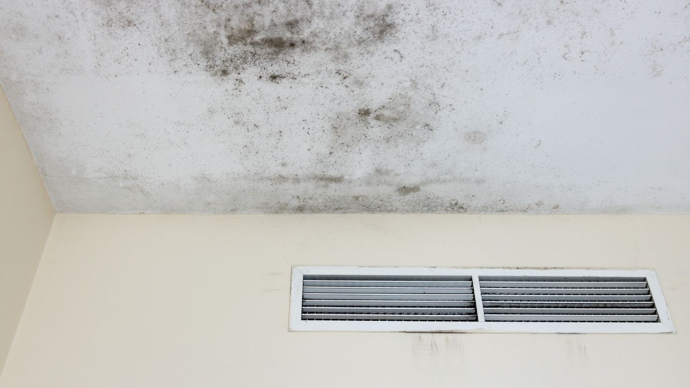 mold remediation services