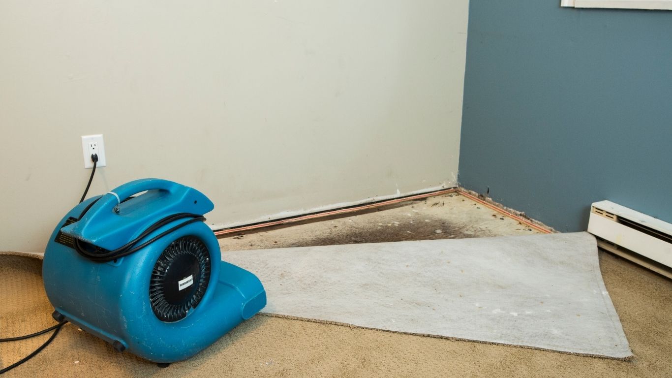 mold remediation services