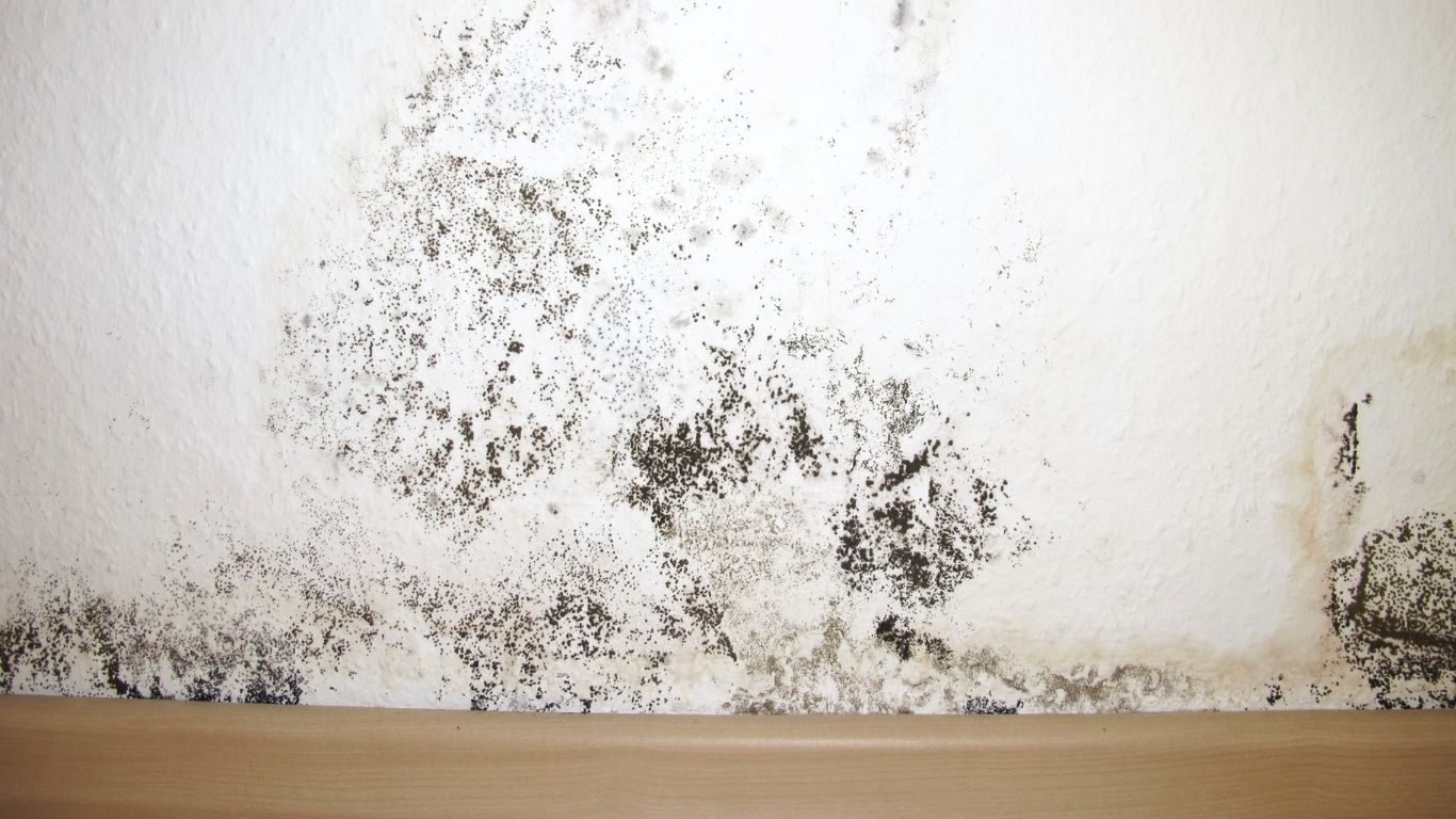 mold remediation near me